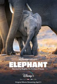 Elephant – La famiglia di elefanti streaming